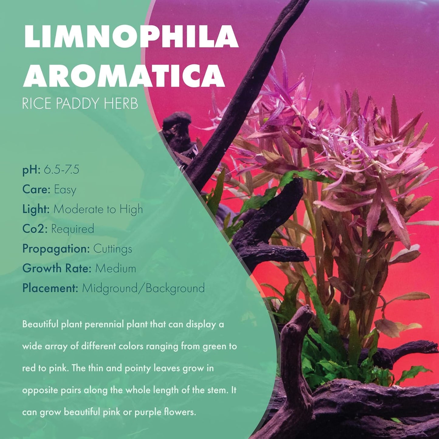 SubstrateSource Live Aquarium Stem Plants - Freshwater Aquatic Plant for Fish Tanks, Aquascaping - (Limnophila Aromatica, 4 Bunches)