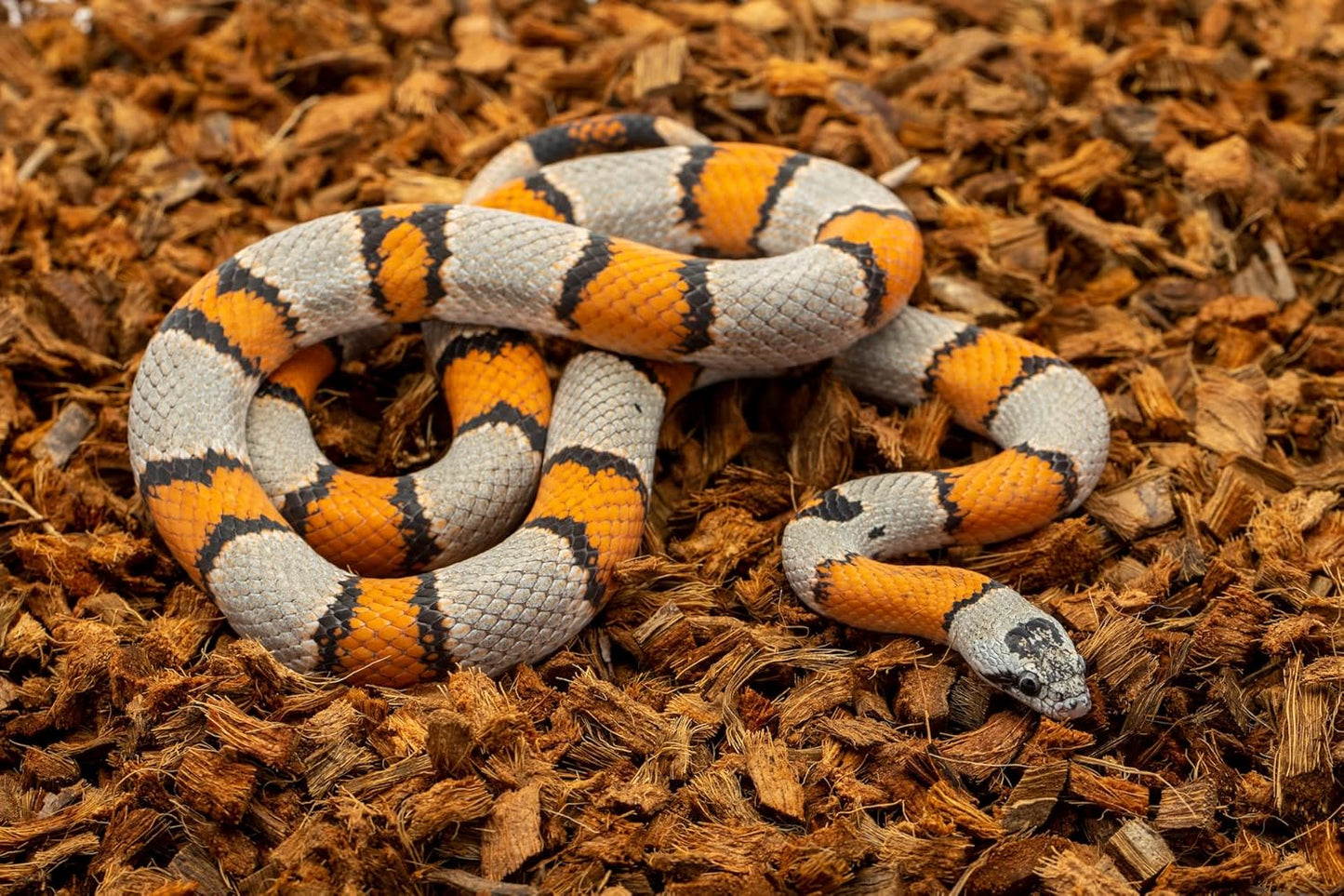 ReptiChip Reptile Substrate Coconut Chip Bedding 72 Quart Compressed Organic Coco Husk Block for Snake Habitat, Ball Python Terrarium, Turtle Tanks, Tortoise Enclosure (10 Pk)