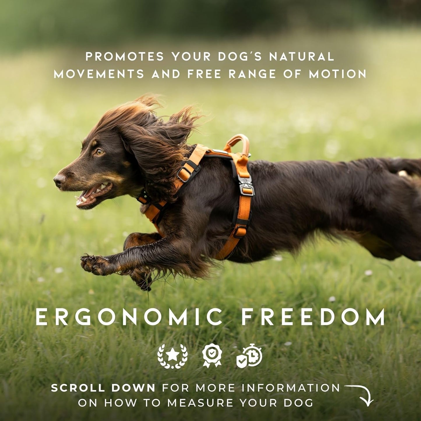 MADE TO ROAM Premium Explorer Harness - Y-Shaped Dog Harness with Adjustable Durable Nylon, Soft Padding, Metal Buckles and Leather Handle for Small, Medium, Large Dogs (Arizona Heartbeat, Size 5)