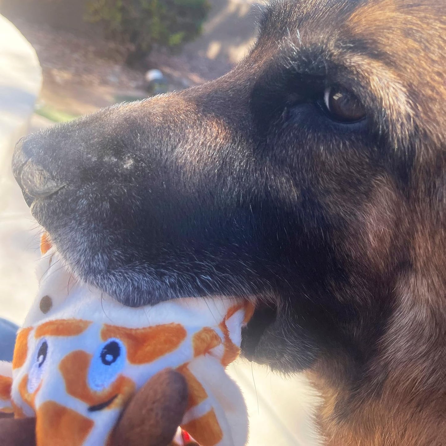 Jalousie 5 Pack Stuffingless Dog Squeaky Toys Dog Toy w/Durable Liner No Stuffing Dog Toy - Dog Toys Crinkle Paper Squeaker Toy for Medium Large Dogs (5 Pack - w/Bottle Insert Pouch)