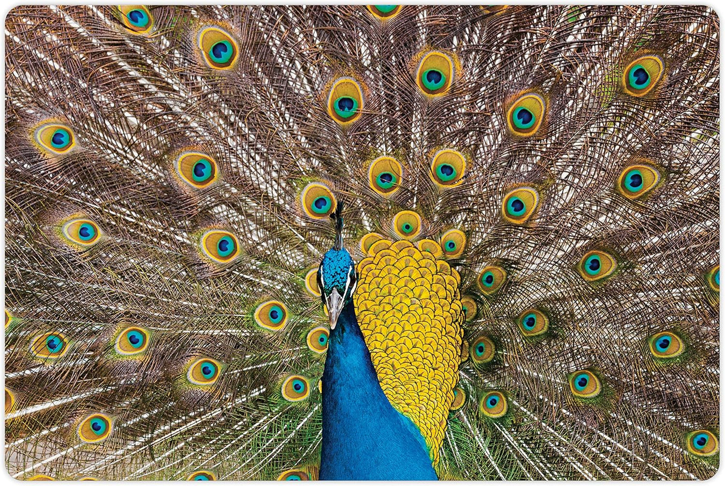 Lunarable Peacock Pet Mat for Food and Water, Peacock Displaying Feathers Vibrant Colors Eye Shaped Patterns Picture, Non-Slip Rubber Mat for Dogs and Cats, 18" X 12", Mustard Brown